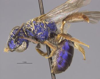 Media type: image;   Entomology 32617 Aspect: habitus lateral view